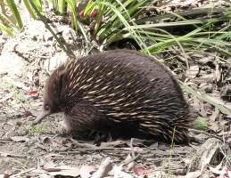 Echidna. One of the two monotremes